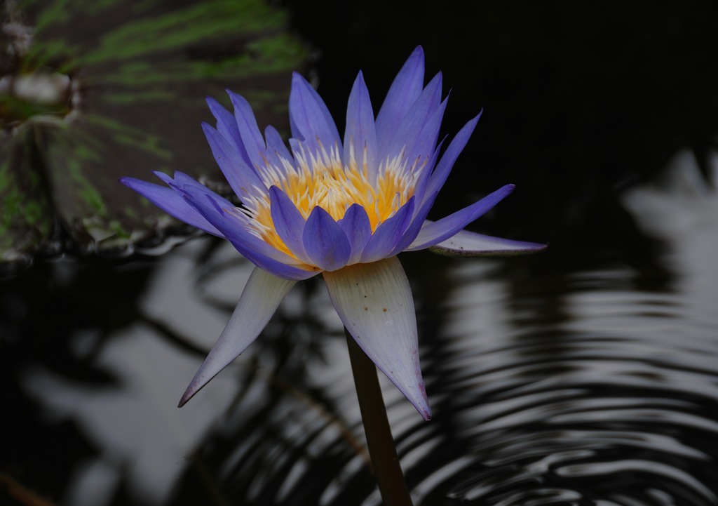 残夏の水麗花…１