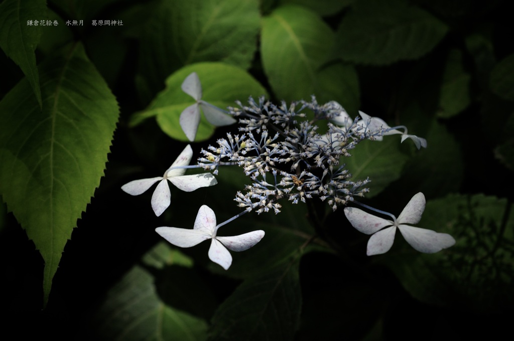 鎌倉花絵巻…水無月２