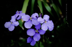 卯月の花絵巻…３