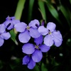 卯月の花絵巻…３
