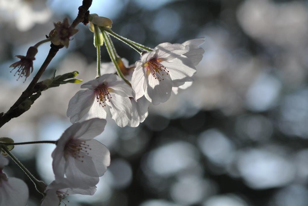 古都の薄桜色…３