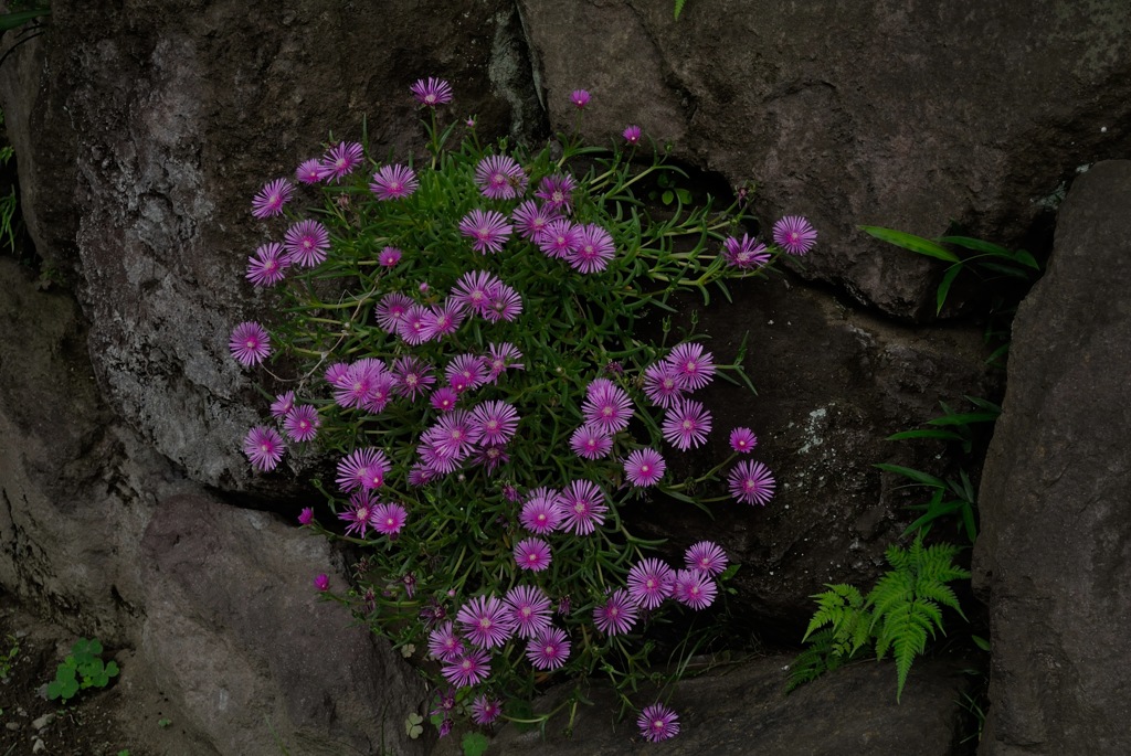 緑園の古寺…４