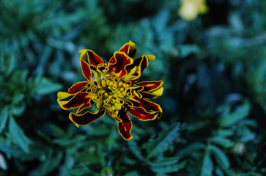 異星に咲く花…