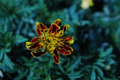 異星に咲く花…