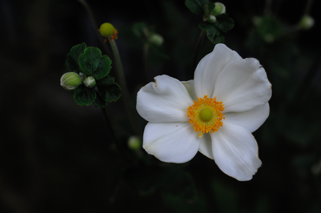 惜夏の寺花…１