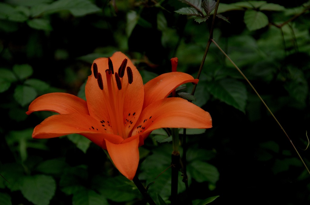 夏日の旬花…４
