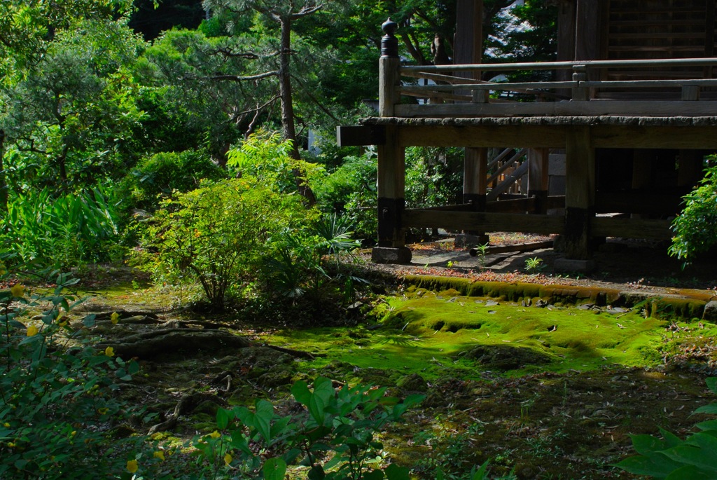 苔寺・庭苔を望む…