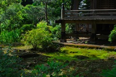 苔寺・庭苔を望む…