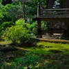 苔寺・庭苔を望む…