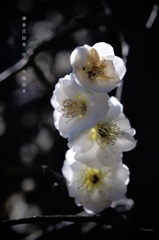 弥生の花絵巻…１
