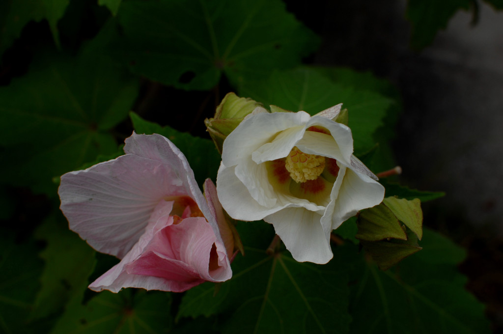 秋花の浜離宮…
