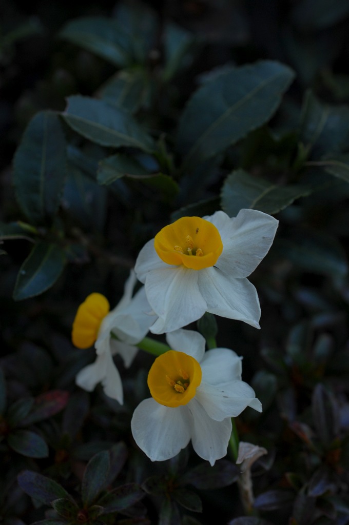古刹の清花…