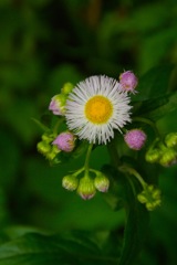 赤紫の蕾を従えて…