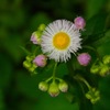 赤紫の蕾を従えて…