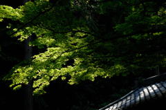 禅寺の緑景…２