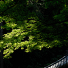 禅寺の緑景…２