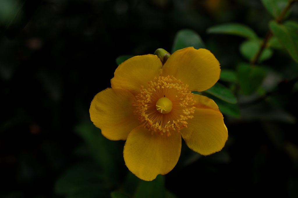 残夏の花彩…１
