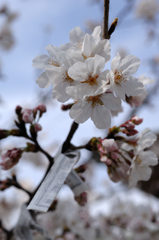 海辺の寺桜…３