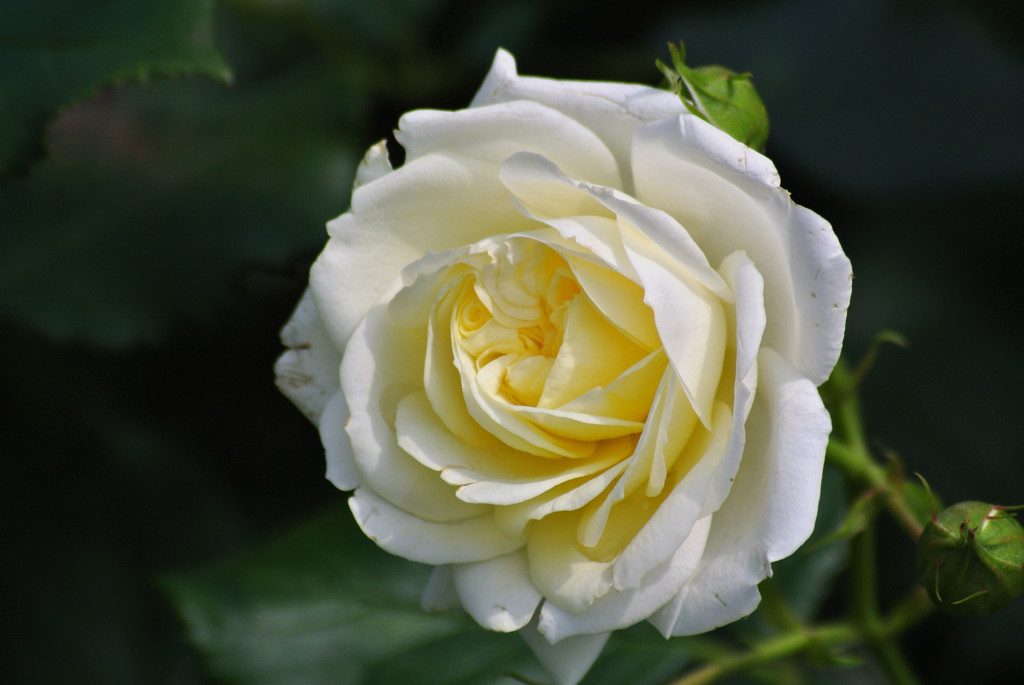 白黄色の貴婦人…