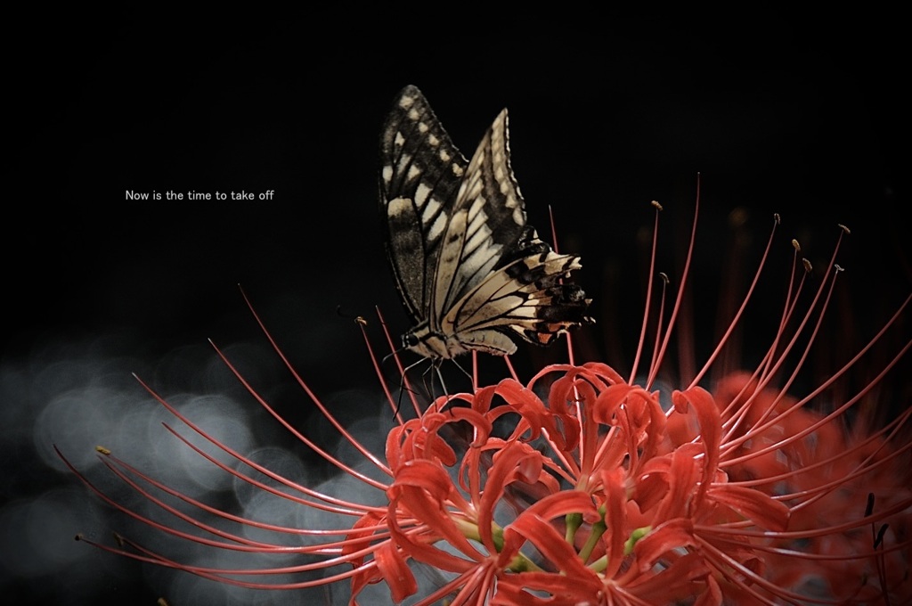 私の花舞台…