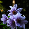 霜月の彩花…３