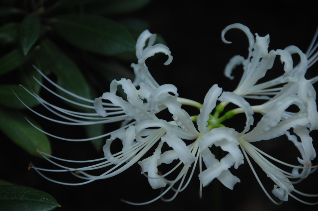 鎌倉の曼珠沙華…２