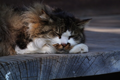 円覚寺の主猫１