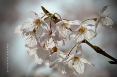 弥生の花絵巻…３