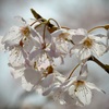 弥生の花絵巻…３