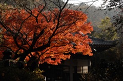 日蓮の紅景色…１