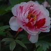 春光に映える真紅色…