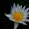 熱帯の妖麗花…4