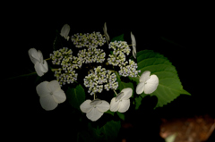 古都の紫陽花便り…13 