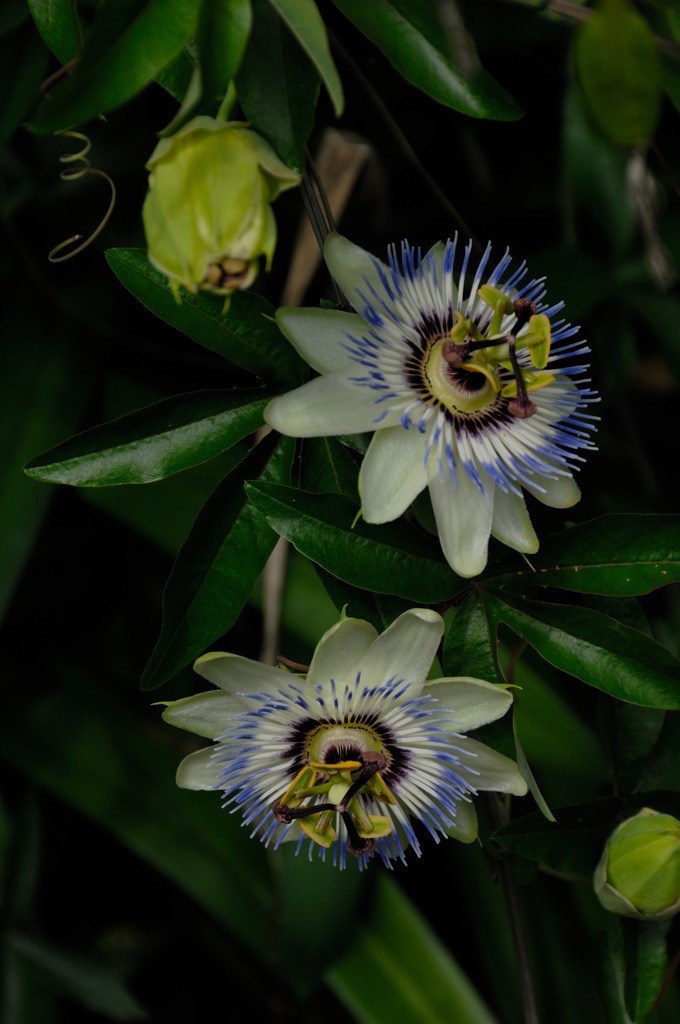 古都の蔓花…１