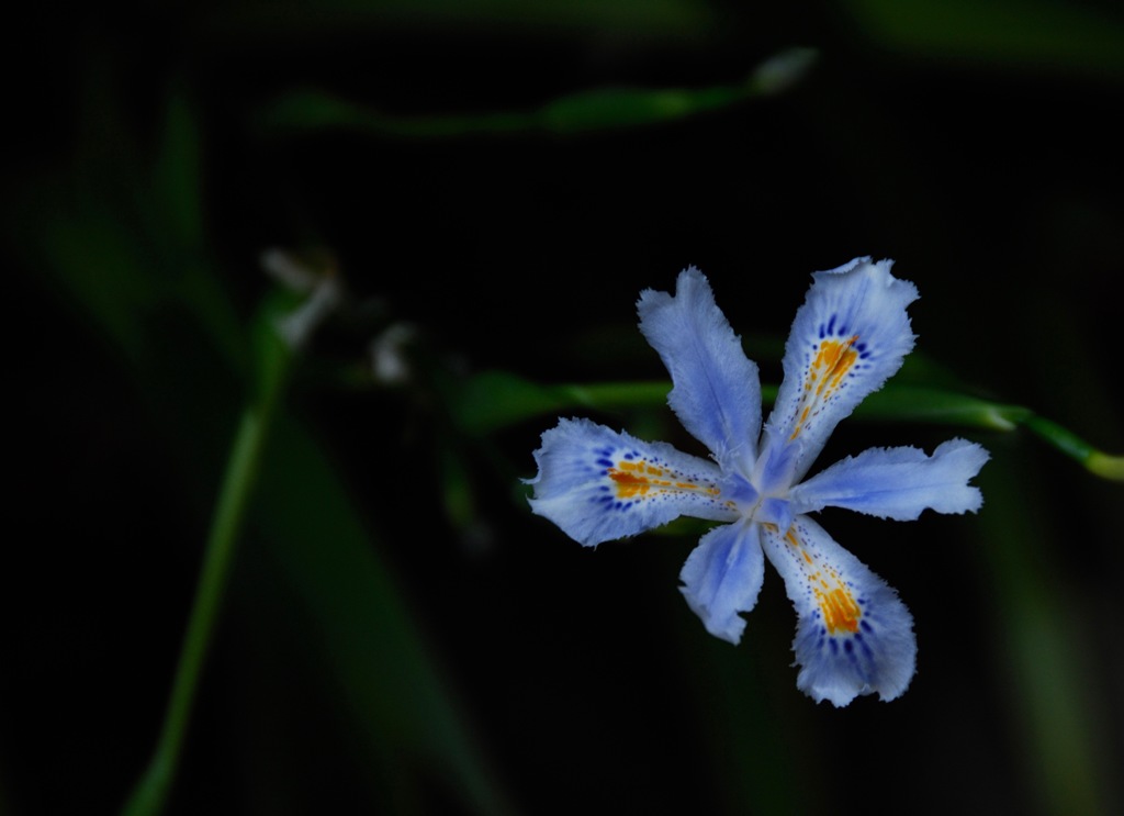 春来の日陰花…