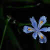 春来の日陰花…