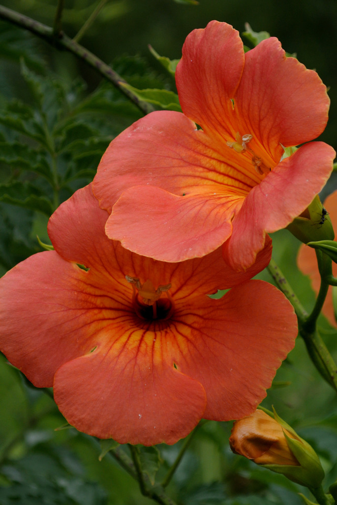 向島百花園・橙の大輪…