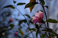 花園の鴇色…