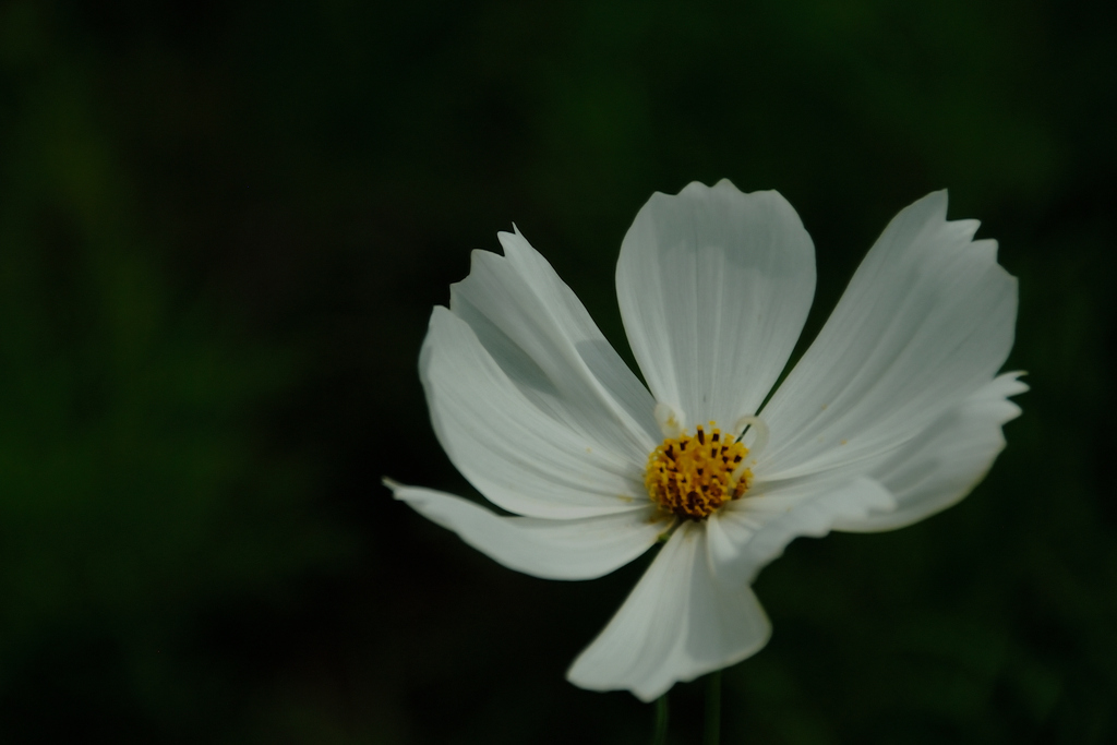 古都の秋花…１