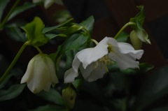 俯きの麗花…