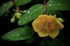 水無月の花絵巻…５