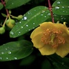 水無月の花絵巻…５