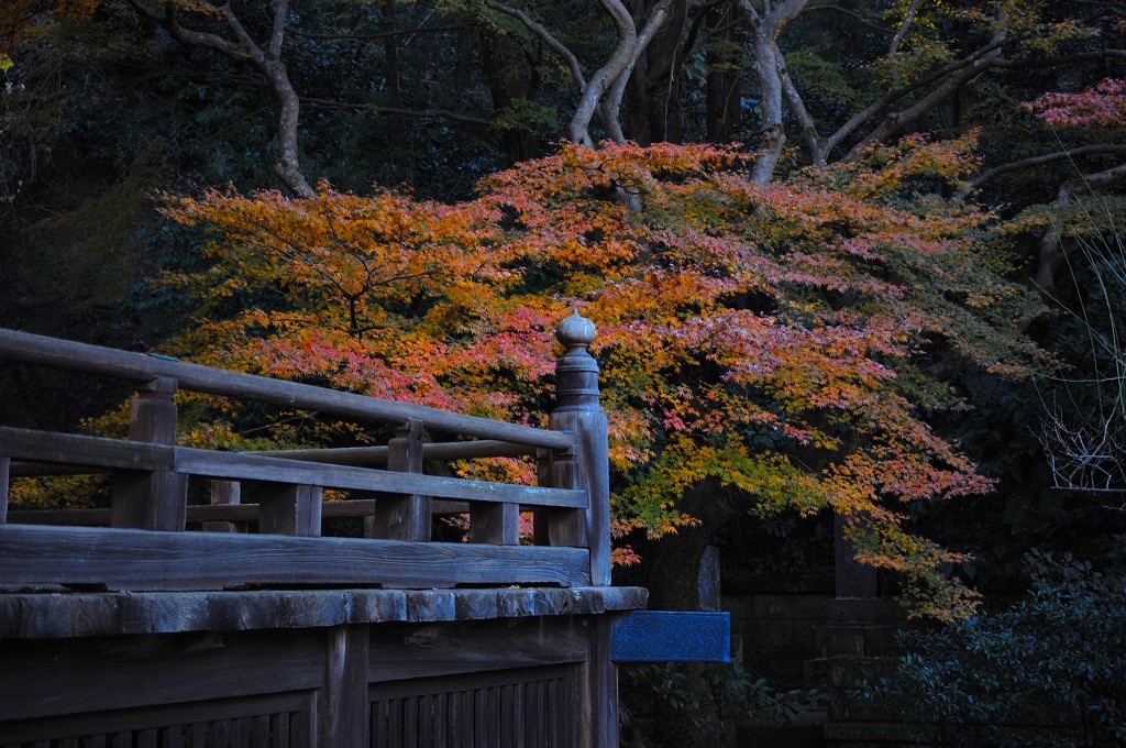 初冬の紅景…２