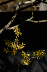 春訪の黄花…１