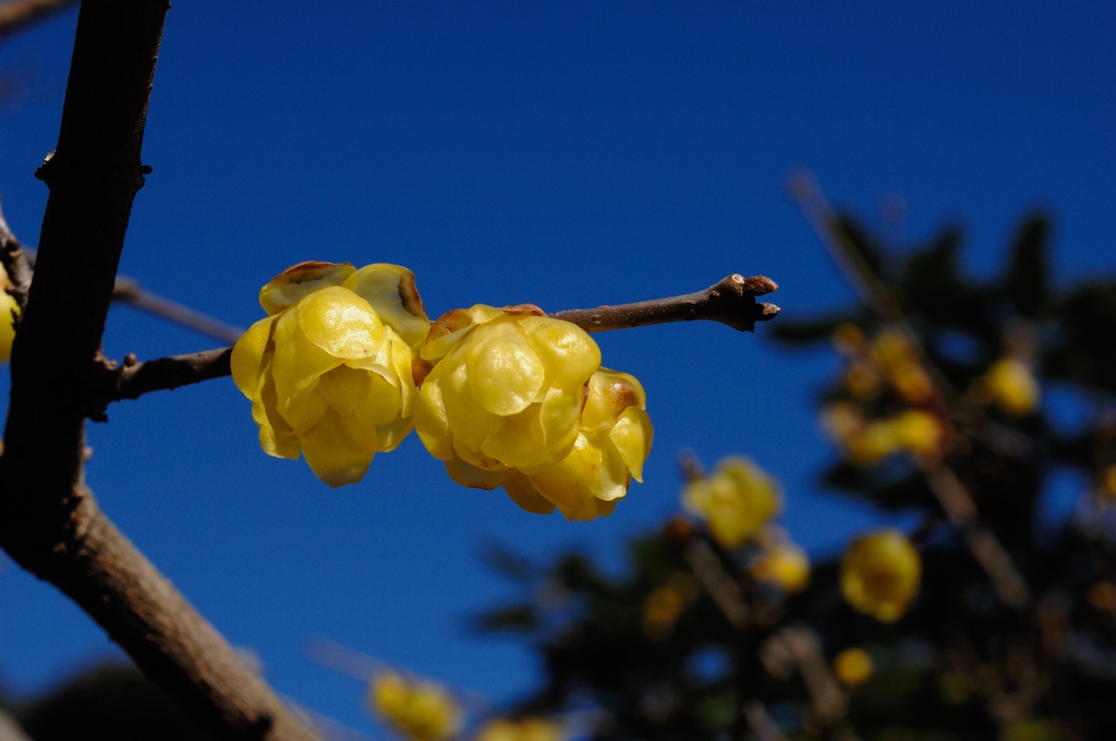 名刹の新春花…３