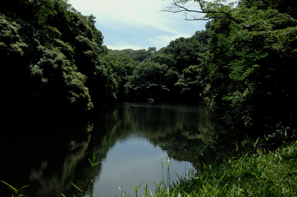 深緑の鎌倉湖…１
