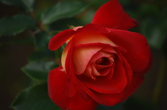 秋空の薔薇６…