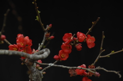 駆け込み寺の緋色花…