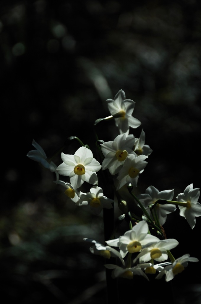 惜別の白小花…