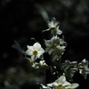 惜別の白小花…